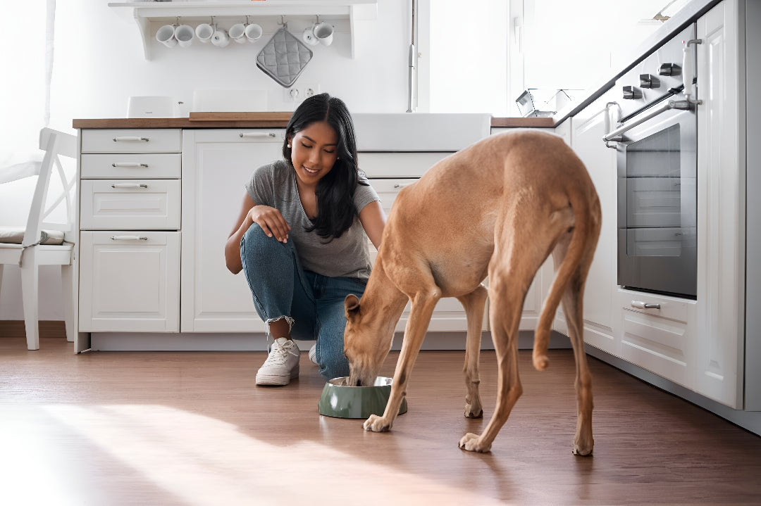 Creating Better Pet Feeding Habits